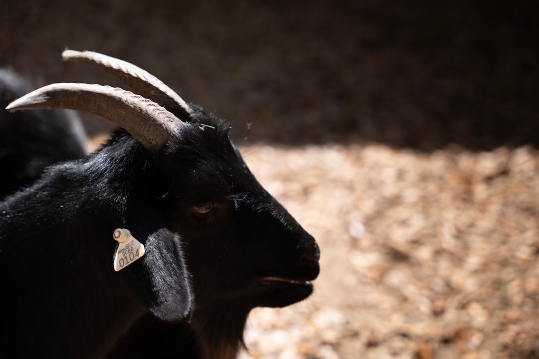 Black goat