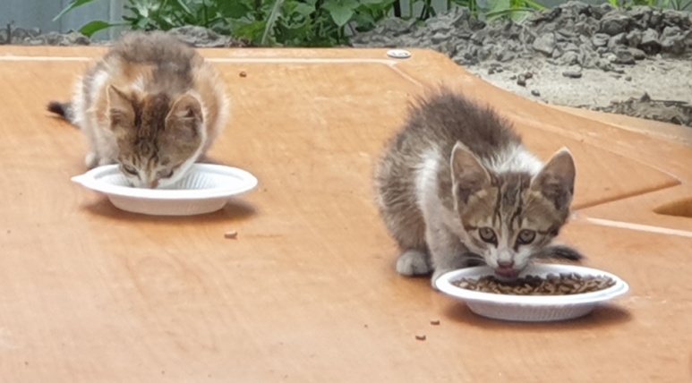 어릴적 그리고 그 외에 고양이 사진 2