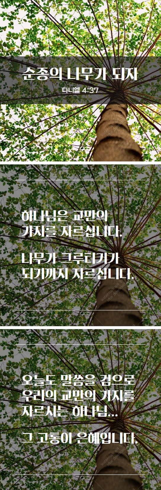  순종의 나무가 되자!