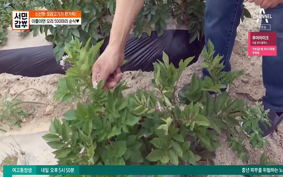서민 갑부.E389.220626p-NEXT.mp4_20220626_182537.559.jpg