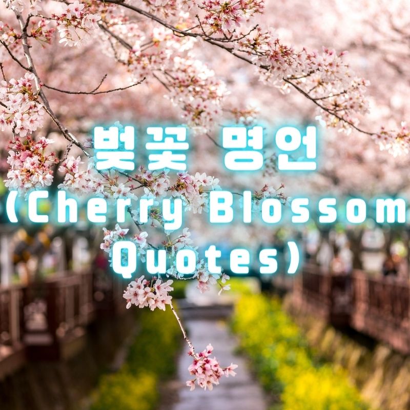 벚꽃 명언 (Cherry Blossom Quotes)