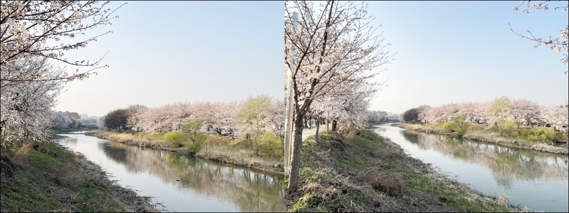 황구지천벚꽃길
