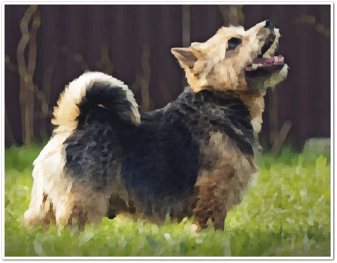  노리치테리어 분양가격 및 품종에 대해(Norwich Terriers)