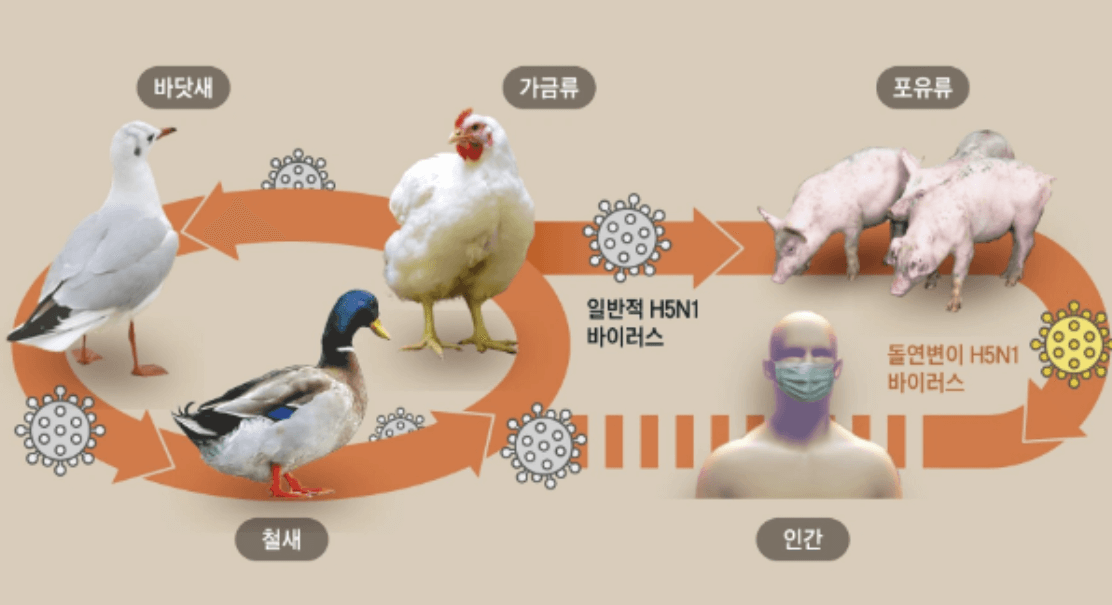 조류인플루엔자 인체감염증