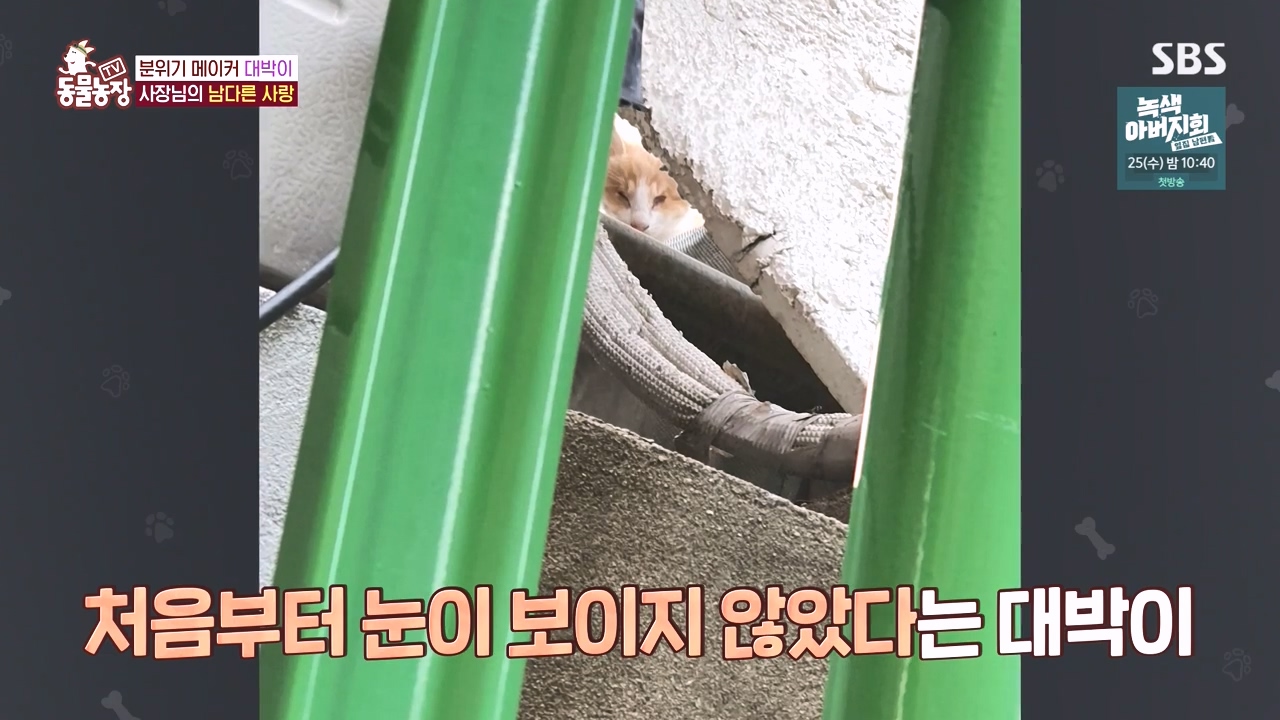 TV 동물농장.E1141.231016p-NEXT.mp4_20231015_174109.549.jpg