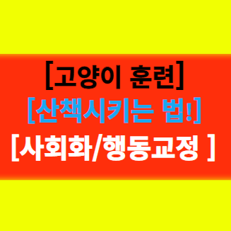  "고양이 훈련시키기" 훈련 요령, 리드줄로 산책하기!