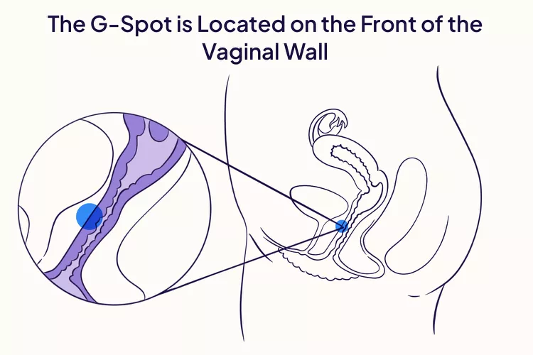  G-spot 지스팟이란 무엇이며 어떻게 찾을 수 있나요?