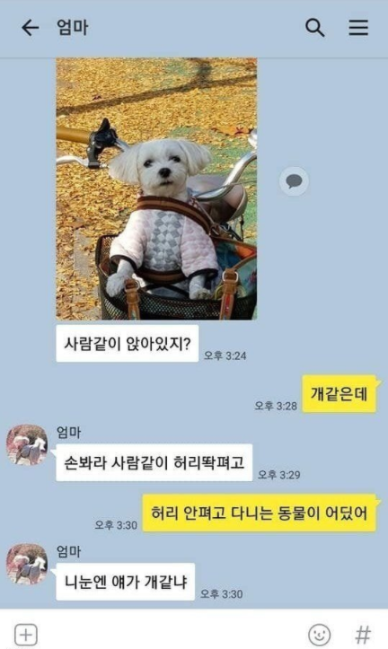  니 눈엔 얘가 개같냐?