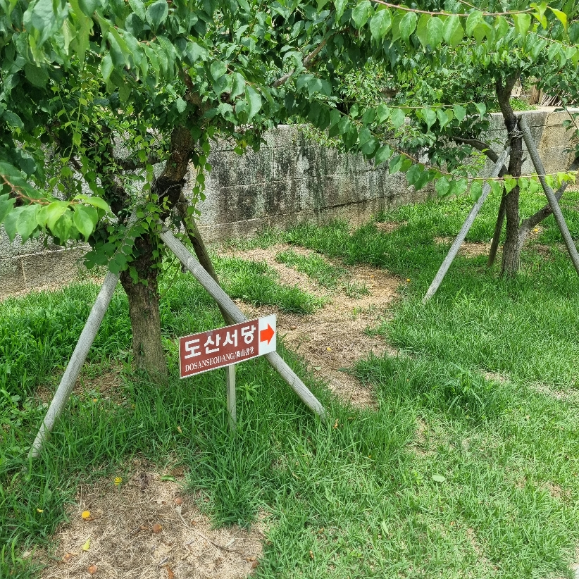 도산서당 가는길