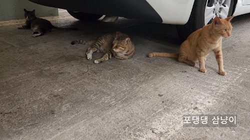 모여-있는-세-마리-고양이.