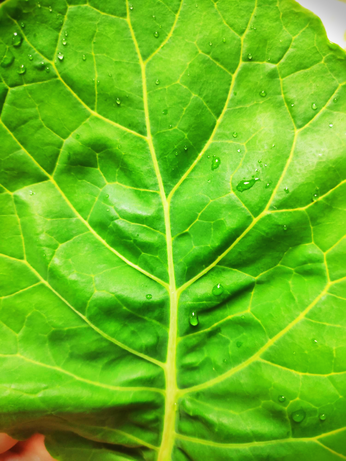 케일-녹색잎-케일확대사진-오늘수확한-싱싱한
