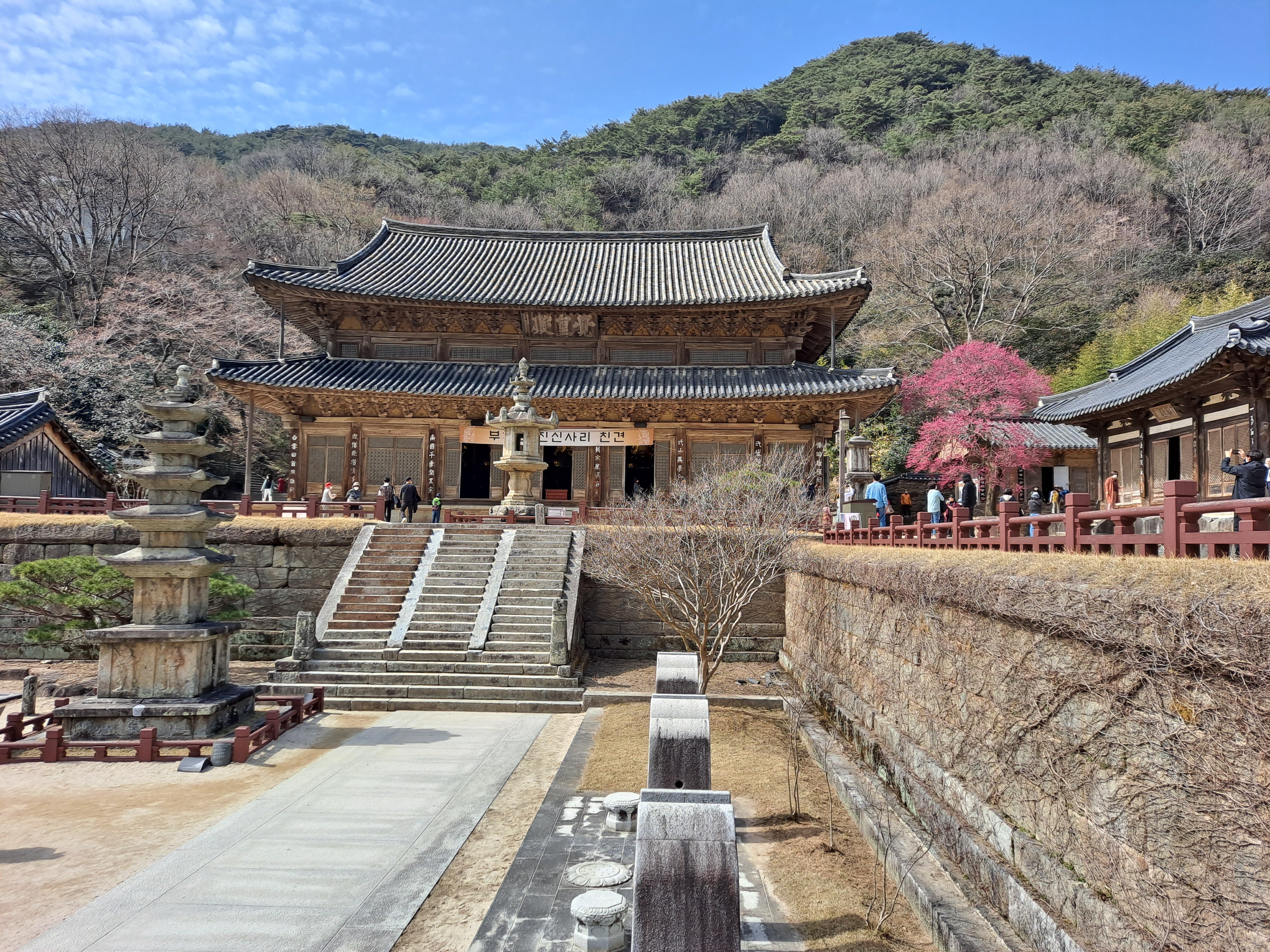  국보급 흑매화(黑梅花), 구례 화엄사 홍매화
