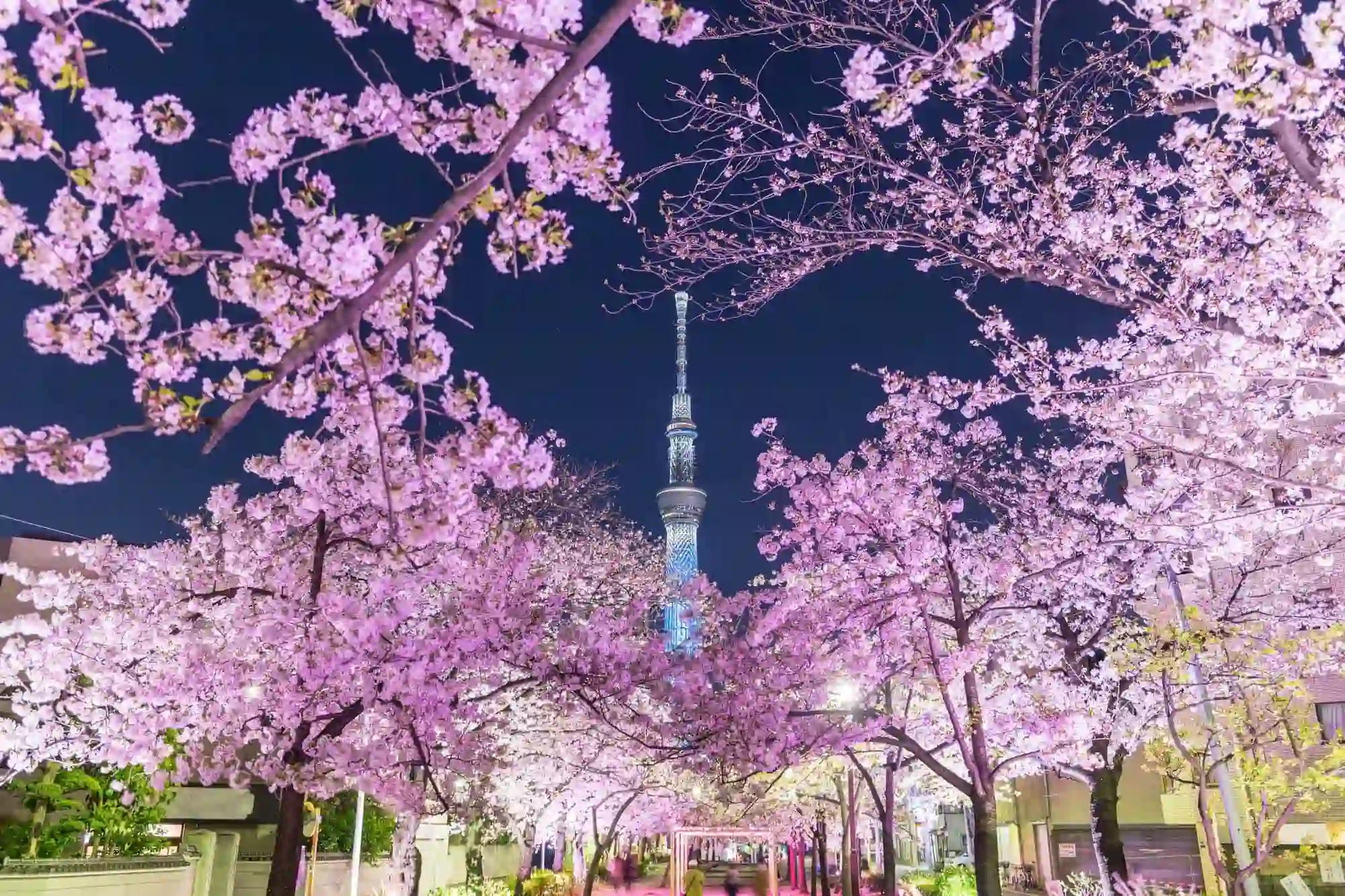 도쿄 스카이트리가 잘보이는 벚꽃 야경 장소