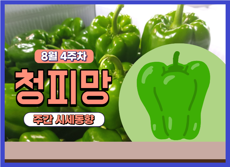  [경매사 고추 품종별 주간 동향보고] 다음주엔 반드시 시세상승하는 "청피망" (8월 4주차)