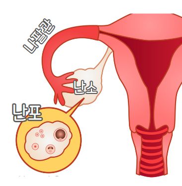 배란일은-난포가-터져-나오는-시간을-말합니다.