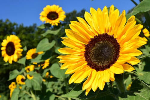 해바라기 (Sunflower)의 이야기&#44; 꽃의 상징과 꽃말&#44; 종류와 색상&#44; 재배 요령
