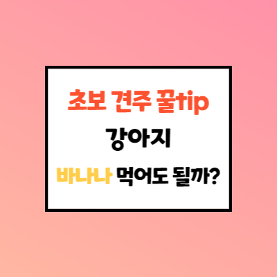  강아지 바나나 먹어도 되나요? 초보견주 꿀tips