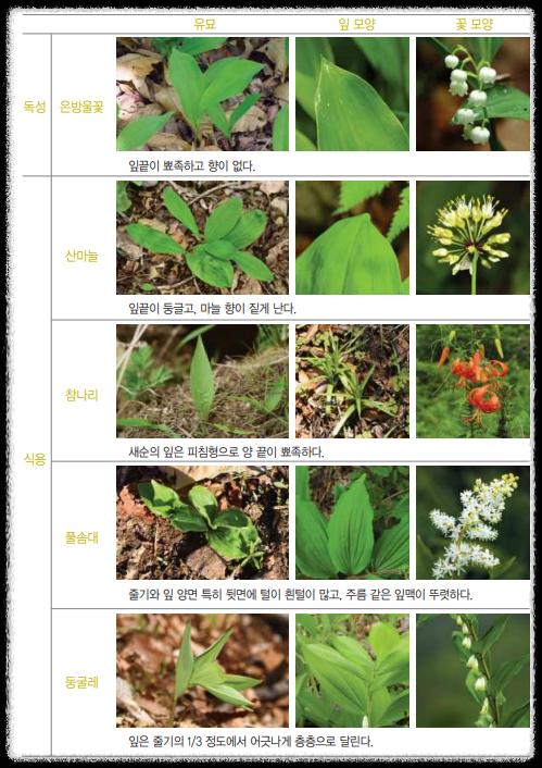 은방울꽃&amp;#44; 산마늘&amp;#44; 참나리&amp;#44; 풀솜대&amp;#44; 둥글레