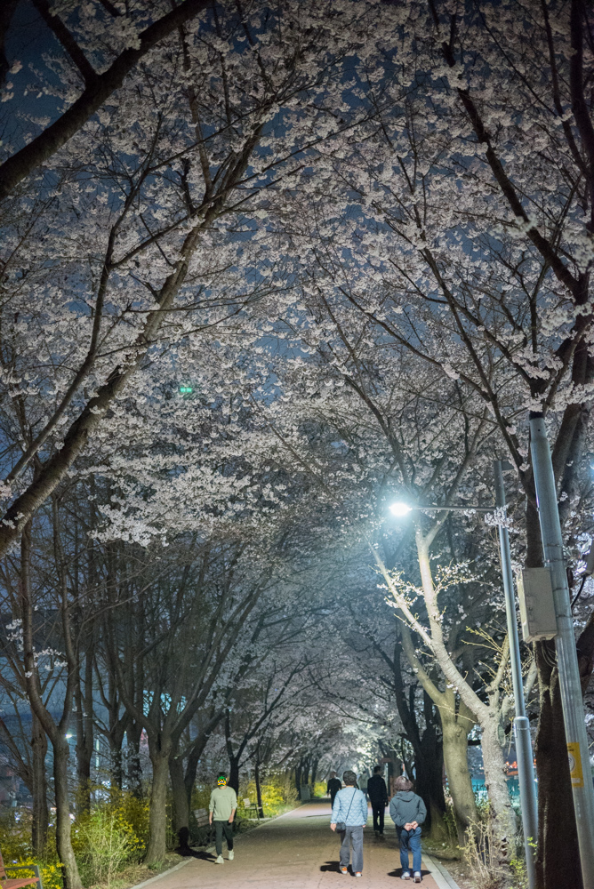 달디단 안양천 밤벚꽃