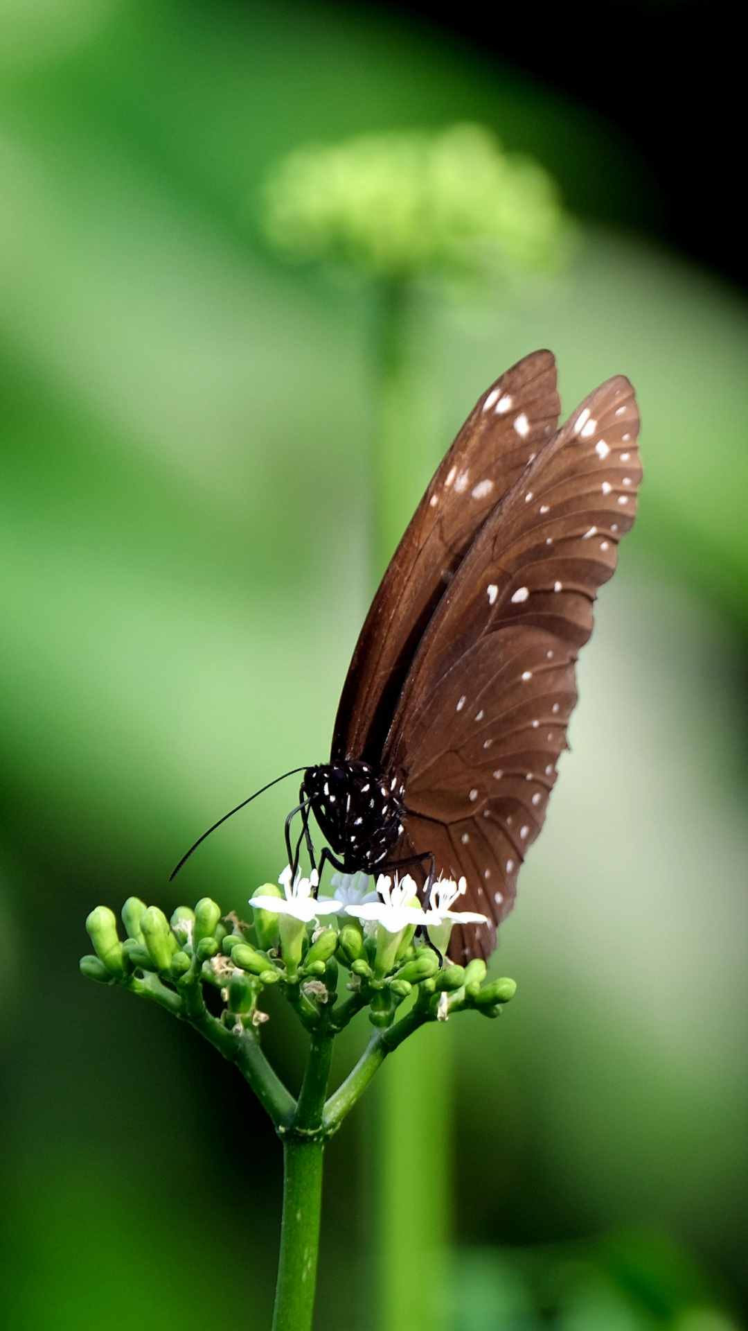 Butterfly Animal iPhone Wallpaper