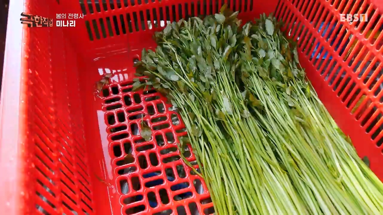 TV - 전 국민의 평생학교 EBS봄의 전령사! 새조개, 미나리, 주꾸미.mp4_20240316_171252.205.jpg
