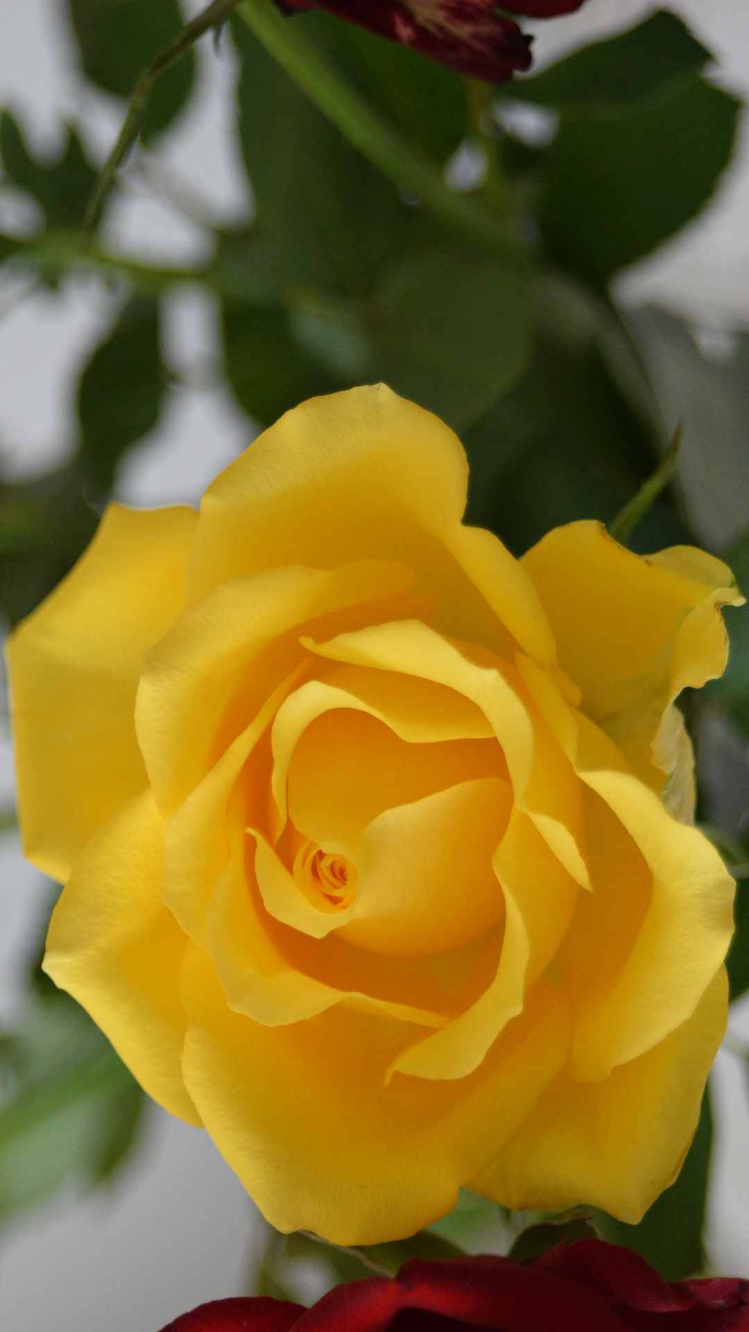 Rose Flower iPhone Wallpaper