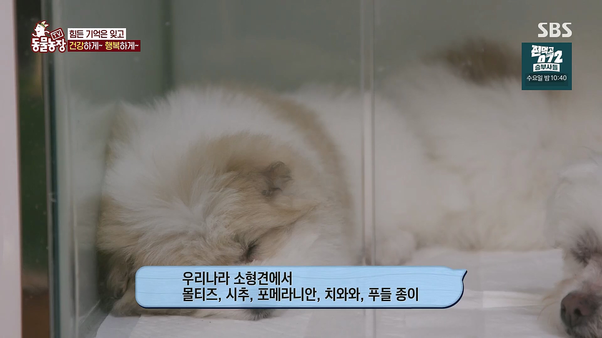 TV 동물농장.E1113.230326p.H264-F1RST.mp4_20230326_172523.806.jpg