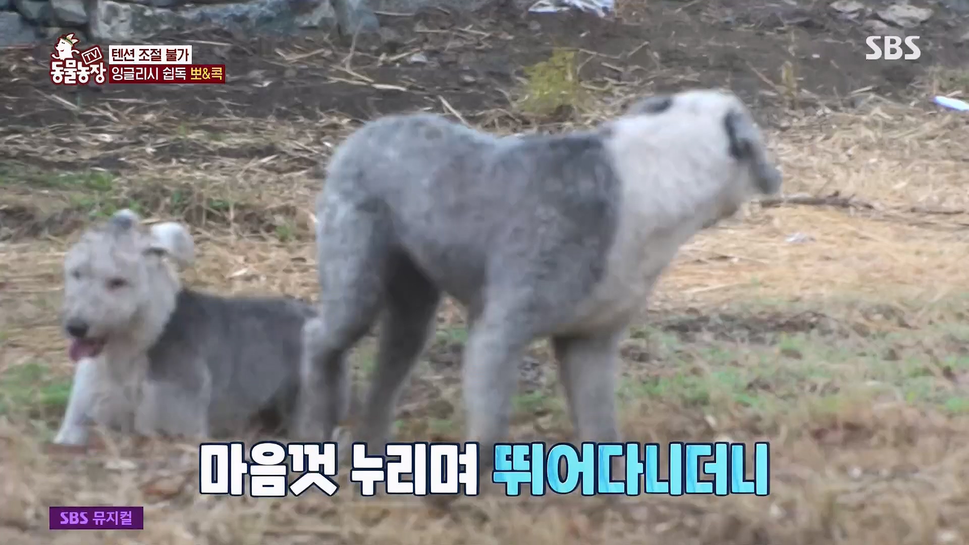 TV 동물농장.E1120.230514p.H264-F1RST.mp4_20230515_203526.162.jpg