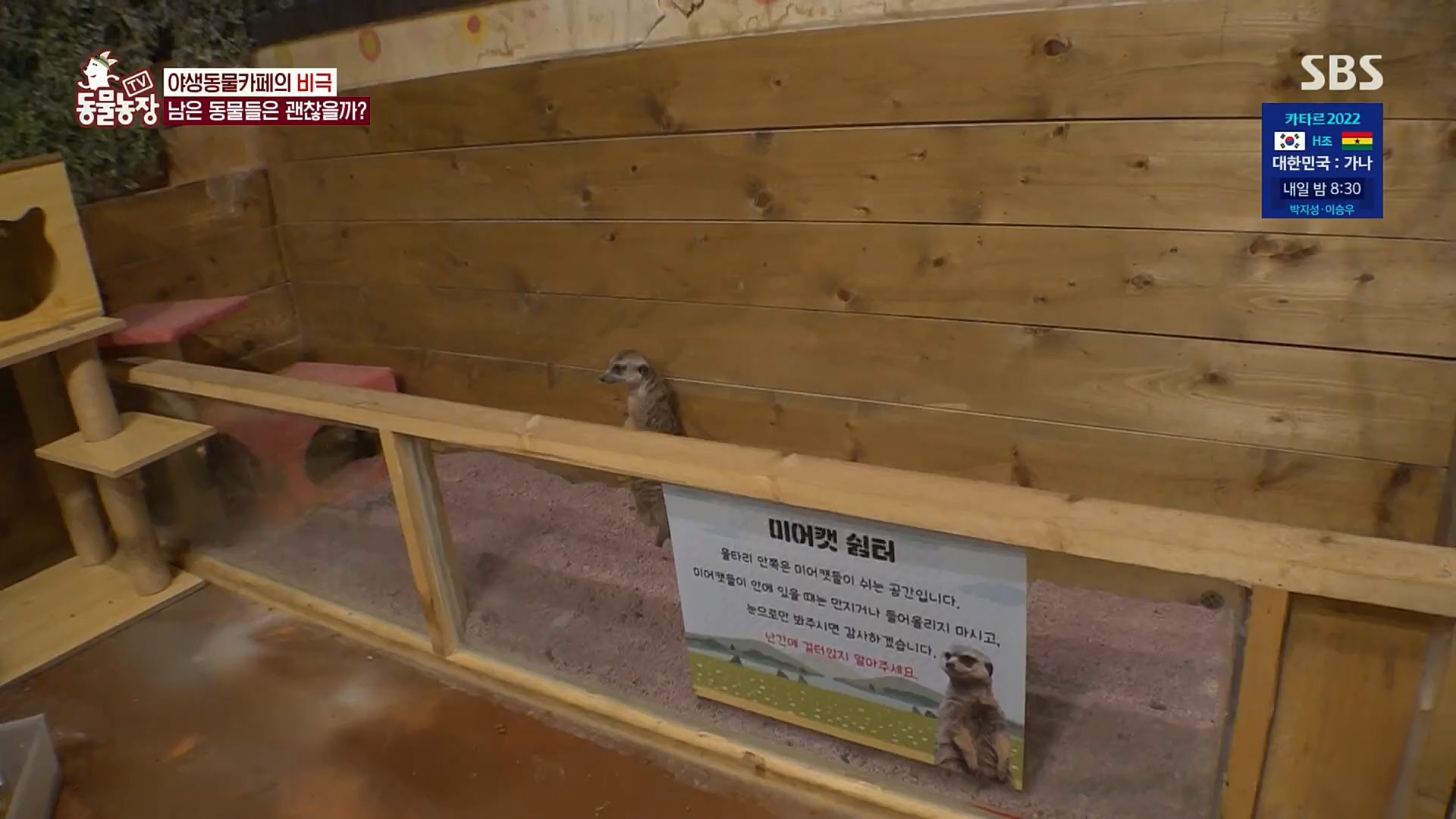 TV 동물농장.E1097.221127p.H264-F1RST.mp4_20221127_181718.041.jpg