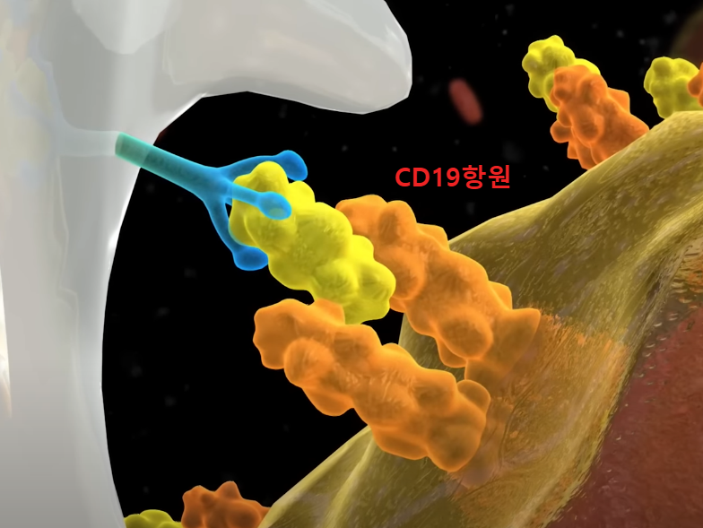CD19항원과결합한CAR-T세포