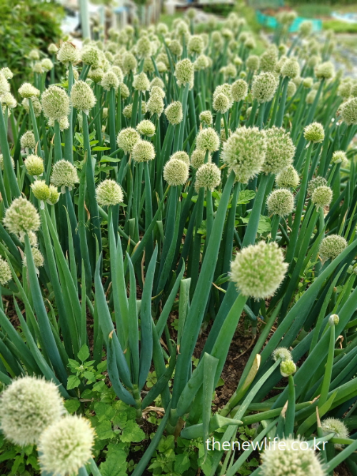 Field of green onions in full bloom with white flowers – 고지혈증에 좋은 음식 대파 꽃밭