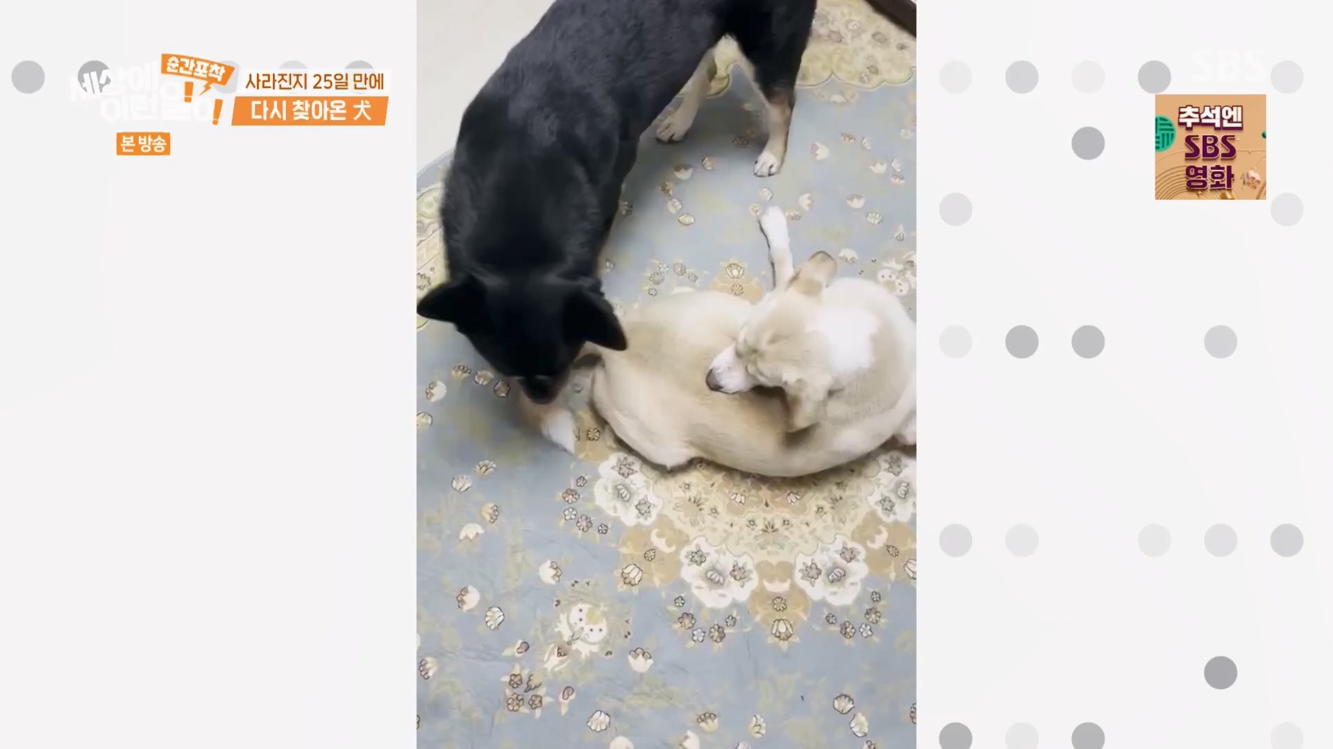 순간포착 세상에 이런일이.E1247.230923p.H264-F1RST.mp4_20230924_152706.192.jpg
