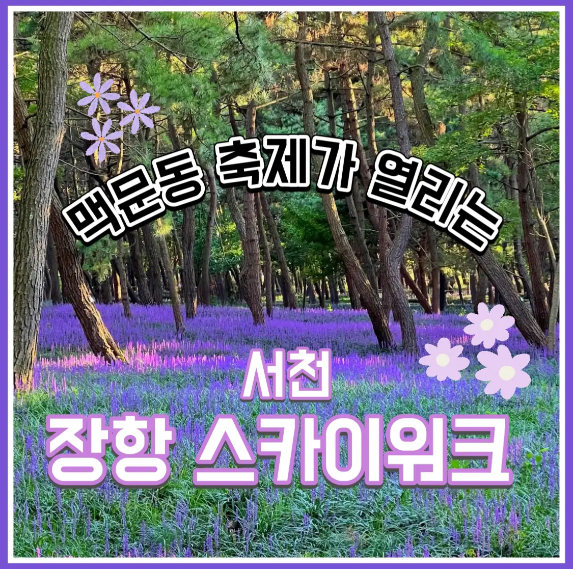  서천 맥문동축제 정보 장항송림산림욕장 스카이워크 주차 팁