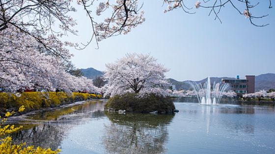 김천 연화지