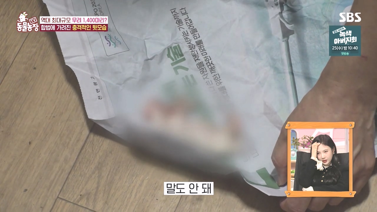 TV 동물농장.E1142.231023p-NEXT.mp4_20231022_172236.097.jpg