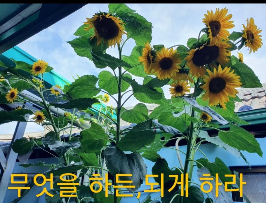  무엇을 하든, 되게 하라(멘탈의 연금술 중에서)