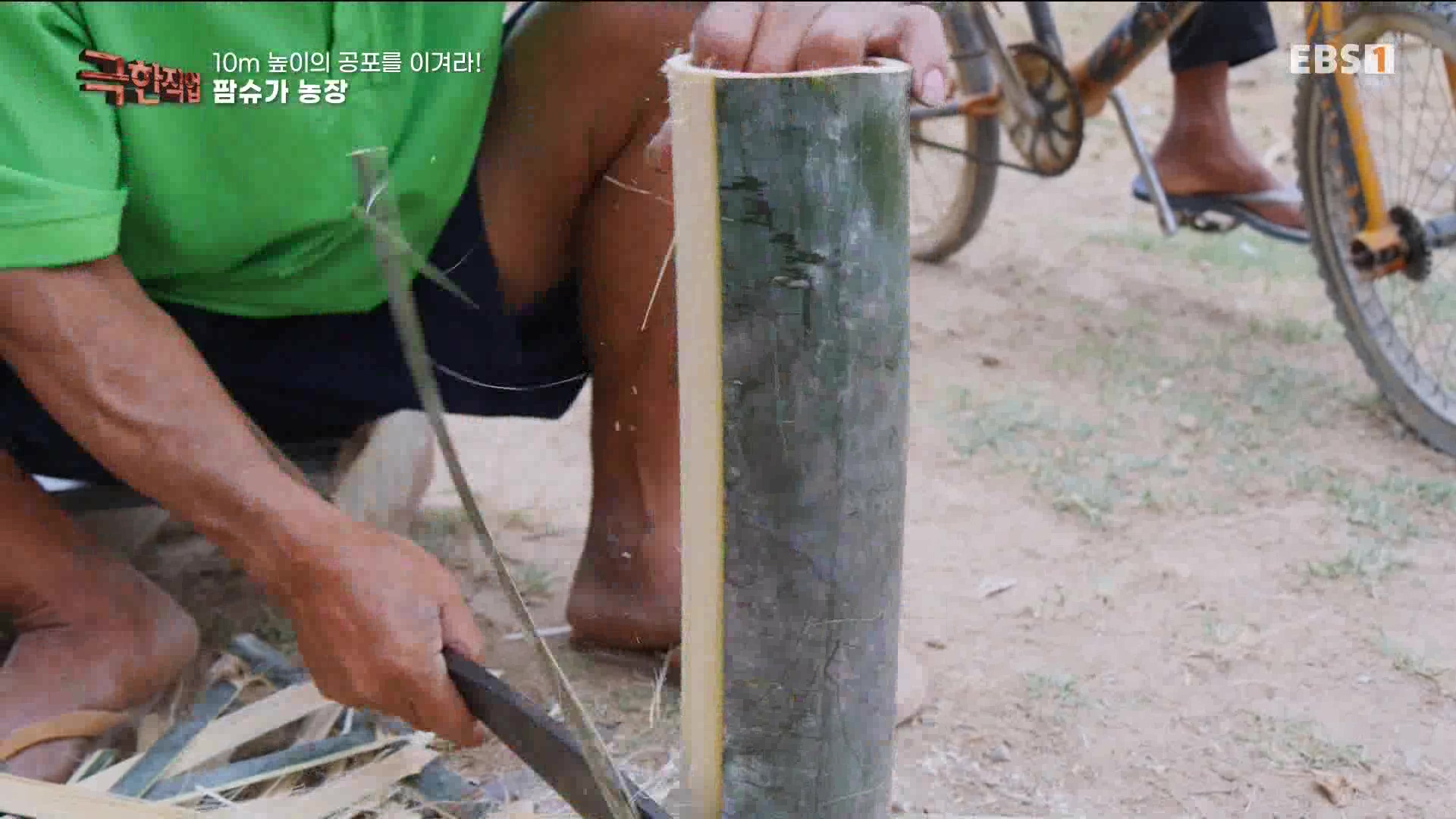 [극한 직업] 캄보디아 팜슈가 농장 230624.mp4_20230701_185220.926.jpg