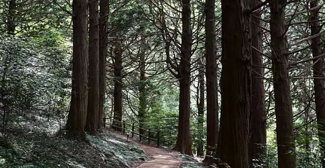 봉래산삼나무숲