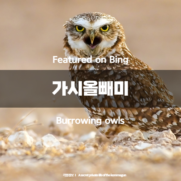 Featured on Bing 가시올빼미 Burrowing owls