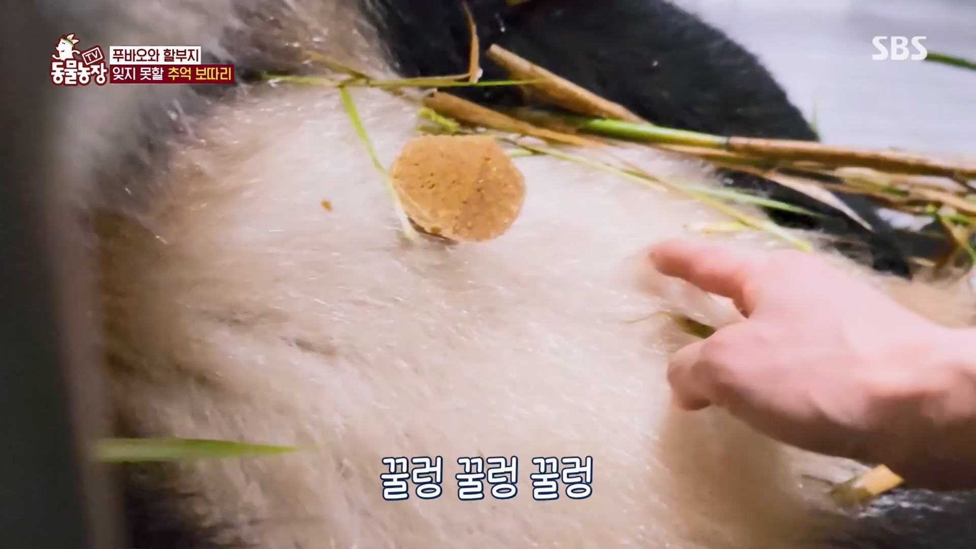 TV 동물농장.E1165.240331p.H264-F1RST.mp4_20240331_144356.098.jpg