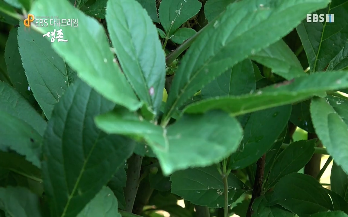 생존 3부_ EBS 다큐프라임_ 220629.avi_20220701_210749.807.jpg