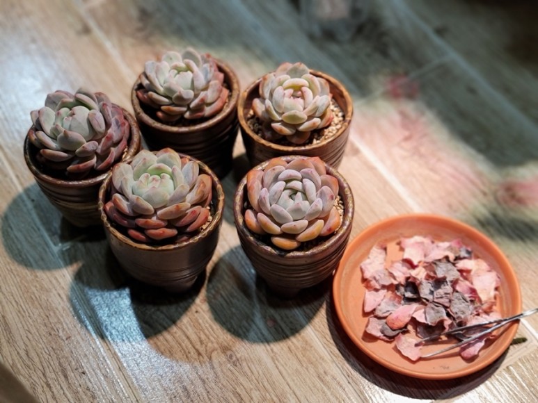 오렌지 먼로 겨울 염소 여름잎 정리 다육 식물 키우는 법 종류명, 11