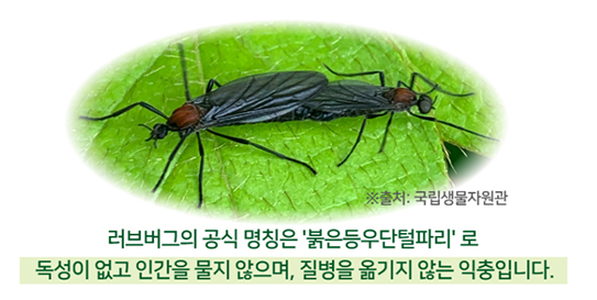 러브버그(사랑벌레) 퇴치법,익충 벌레