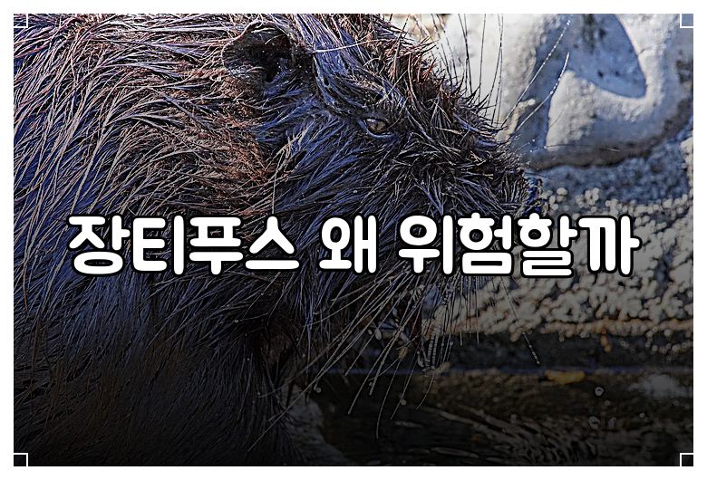 장티푸스 왜 위험할까