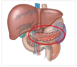 소화기관중 췌장의 위치