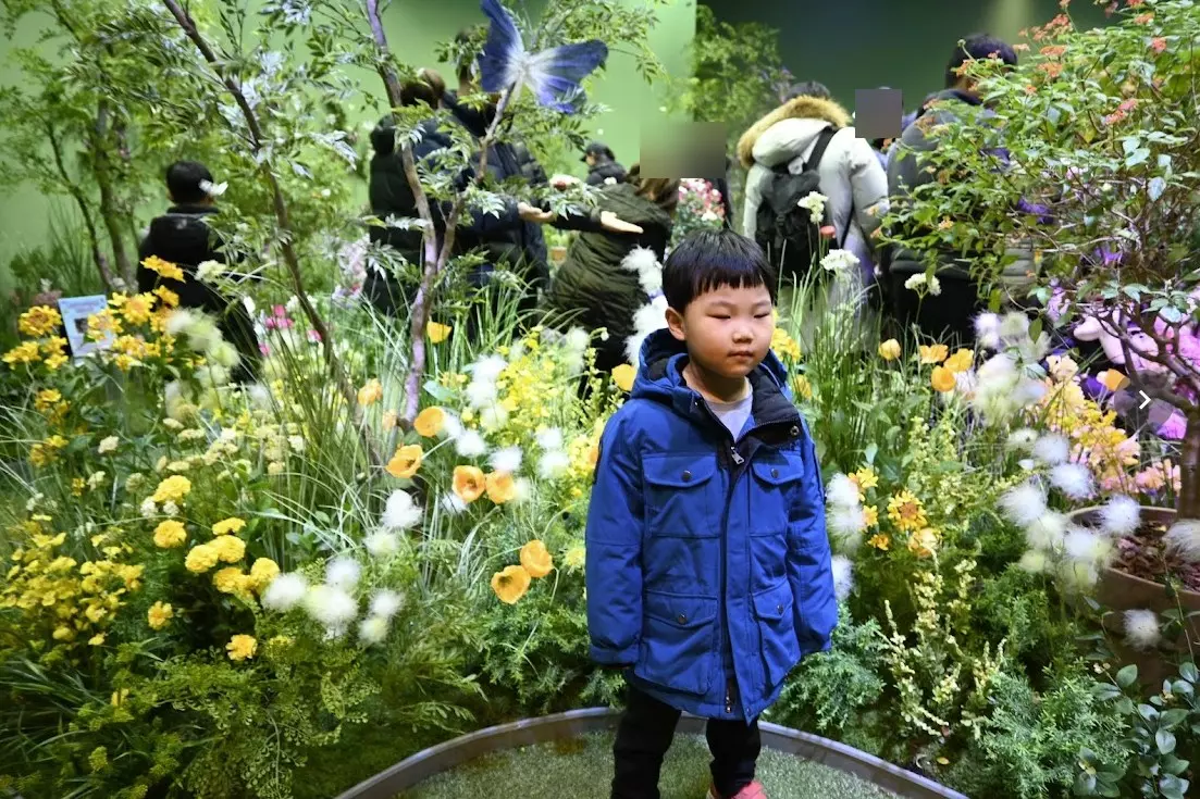 겨울에 나비가 날아 다니는 에버랜드 라이브 나비체험관 사진 8