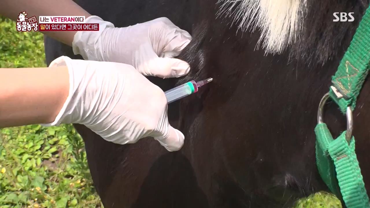 TV 동물농장.E1132.230807p-NEXT.mp4_20230806_164232.625.jpg