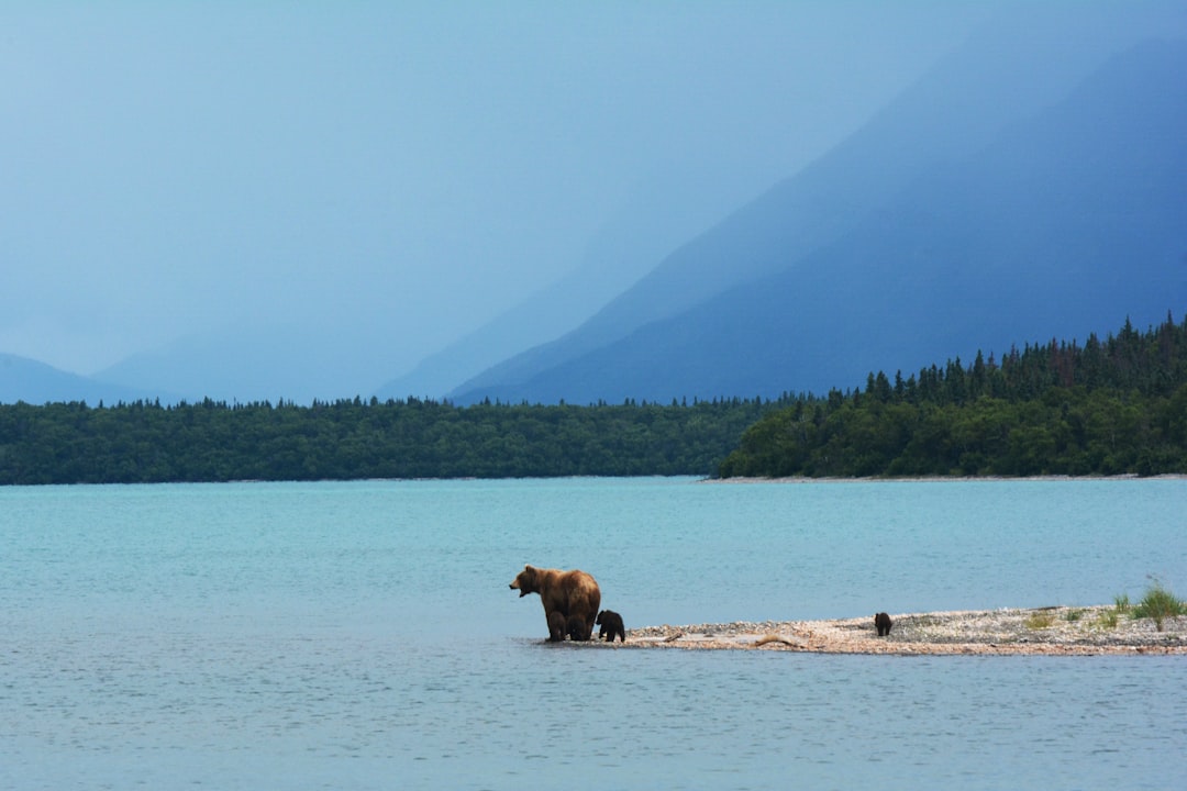 Bear.