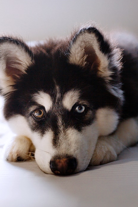 앙쪽 눈동자색이 다른 갈색과 흰색이 섞인 털을 가진 개가 엎드려 있다.