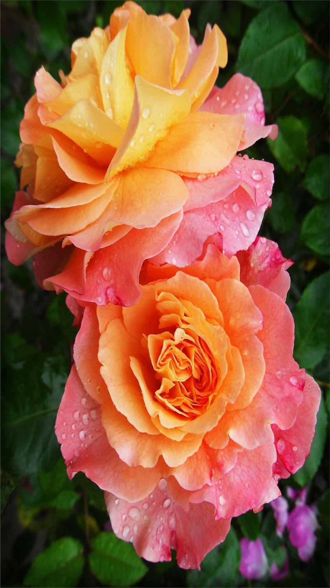 Rose Flower iPhone Wallpaper